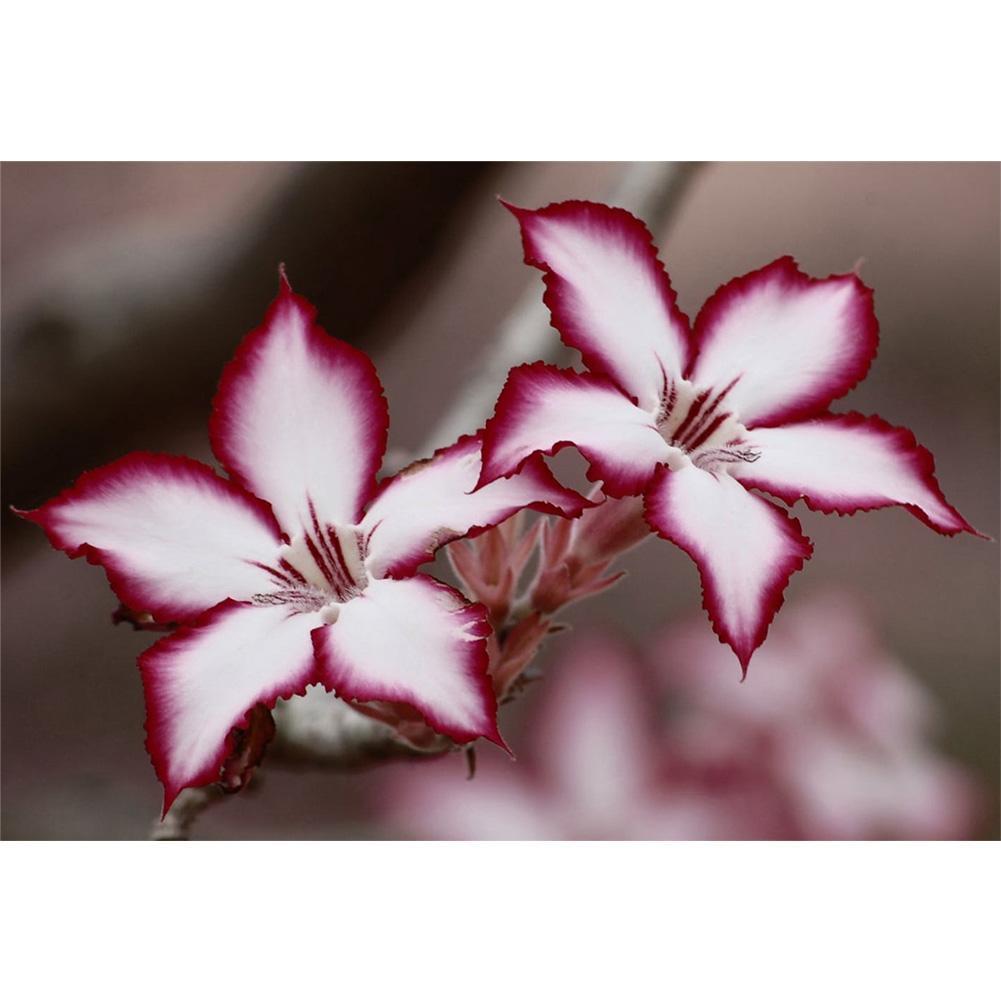 the-original-online-store-of-blume-voller-runder-diamant-40x30cm-discount_0.jpg